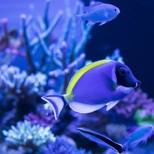 Meet your Posher, Timothy